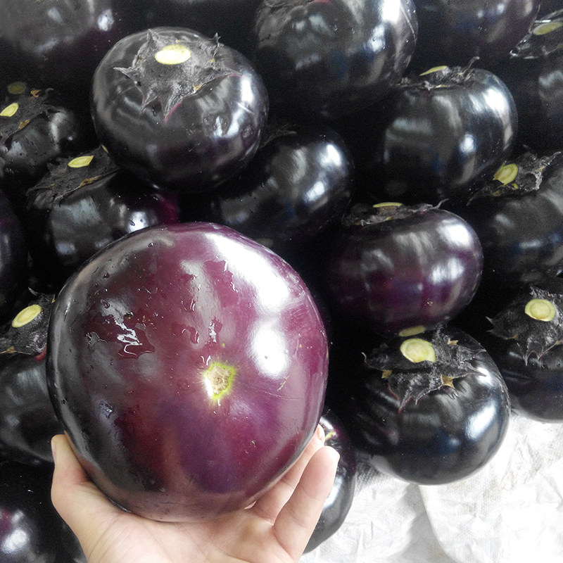 圆茄子种籽日本特大茄子种黑紫色四季农家茄子种子寿光蔬菜种孑