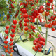 粉贝贝樱桃番茄种子苗矮生番茄家庭菜园种植盆栽蔬菜农家四季水果