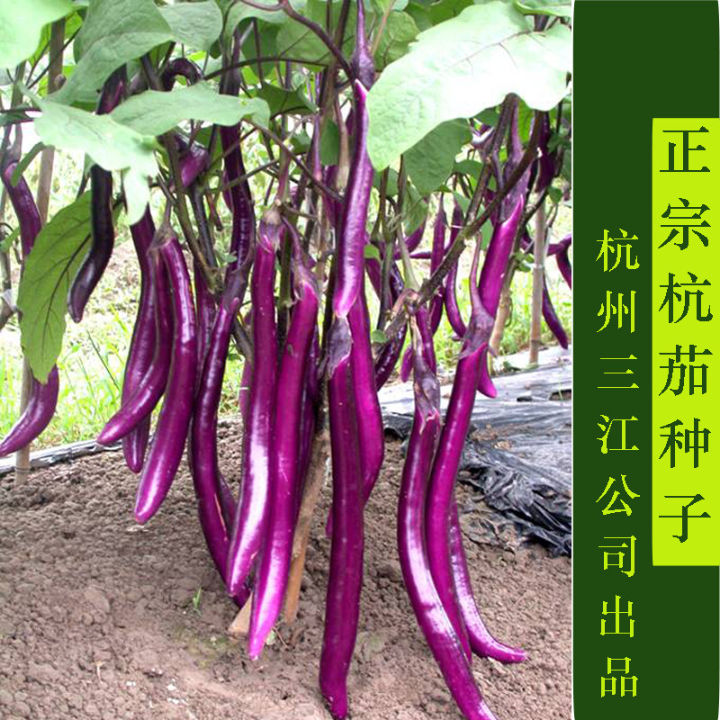 杭茄一号长茄子四季种植农家线茄 好评好店