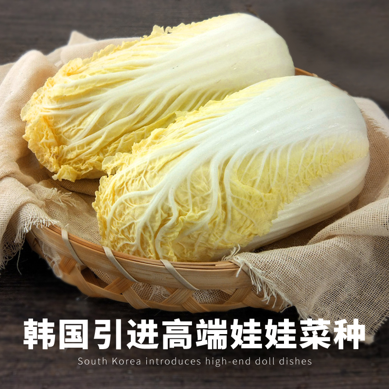 小白菜种子娃娃菜种籽火锅白菜黄芯绿
