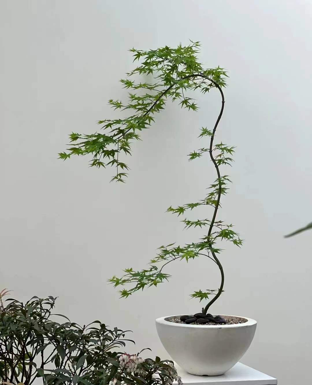 流泉枫树苗红枫树苗盆景盆栽花园 泰勒 枫树日本红枫树苗槭树可盆