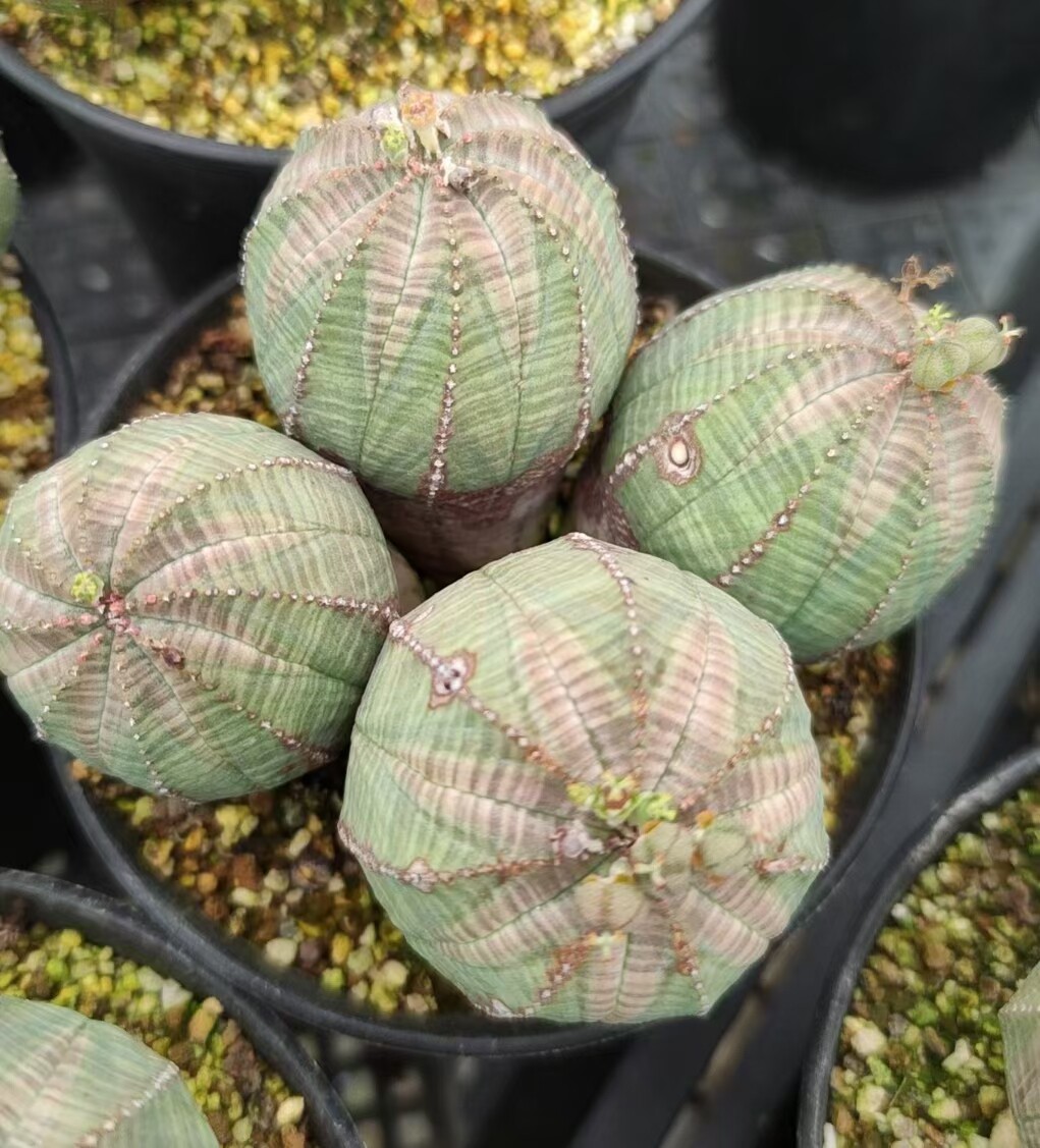 植物超老布纹球带种群生大戟科块根一物一拍多肉多肉植物