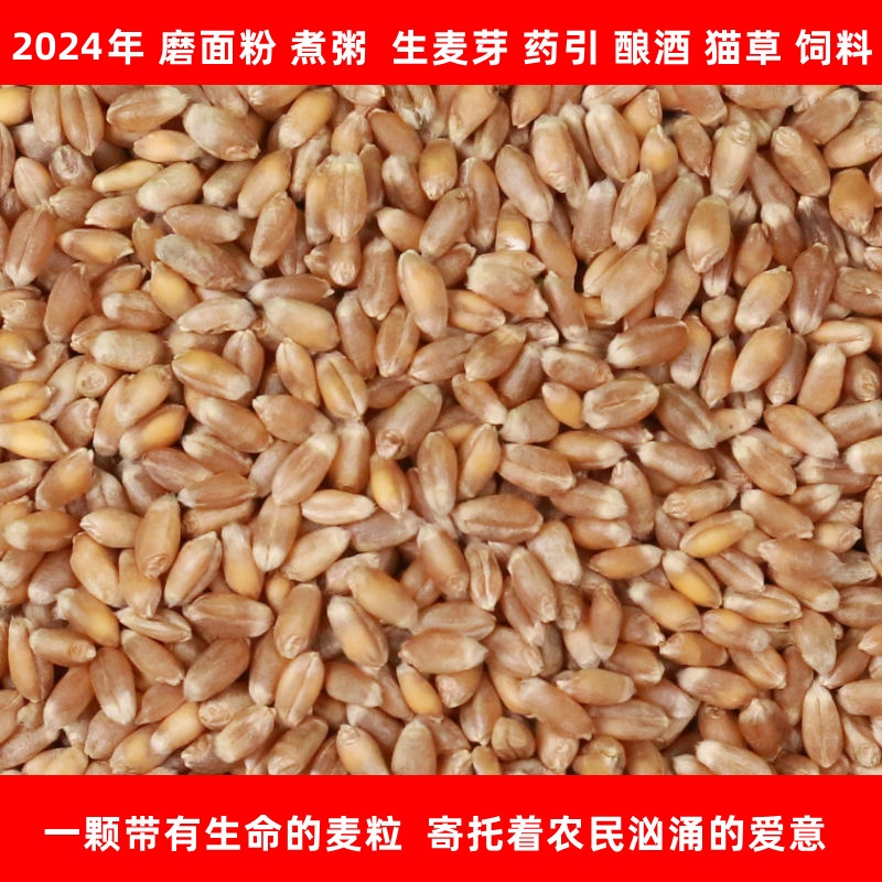 2024新小麦食用小麦粒带皮新鲜本