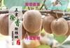 现货江山徐香弥猕猴桃新鲜儿童当季水果奇异果绿心非黄心大果5斤 现货江山徐香弥猕猴桃新鲜儿童当季水果奇异果绿心非黄心大果5斤