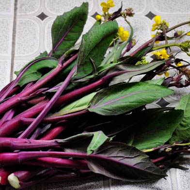 8淘宝新品四川新鲜红菜苔紫色菜苔红油菜苔菜芯新鲜蔬菜农家现摘现发4