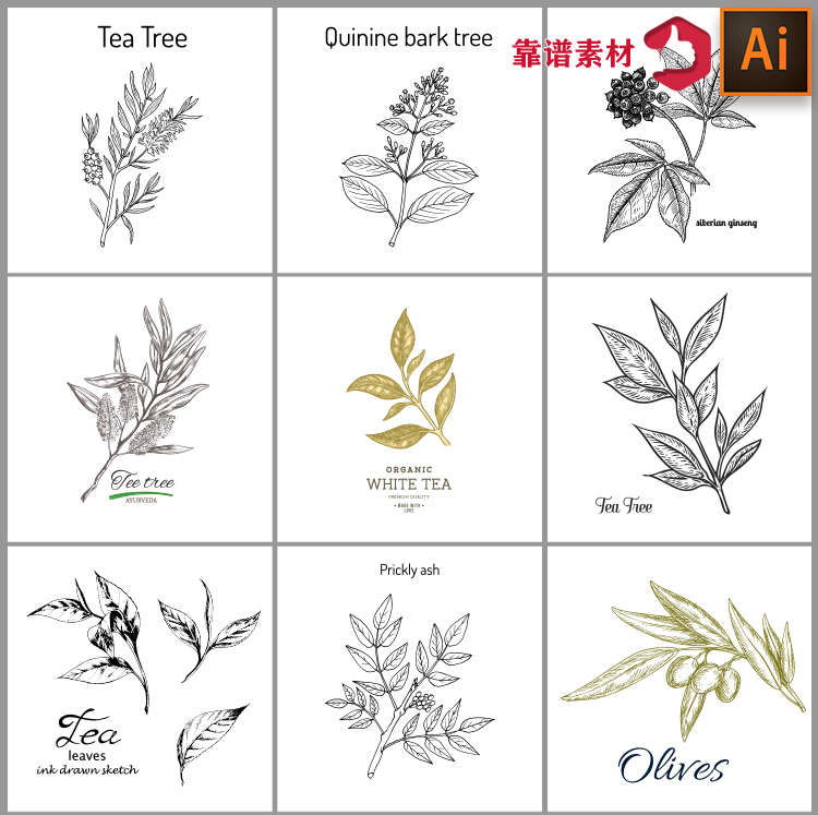 素描线描速写植物叶子药材茶叶果树树叶装饰元素设计