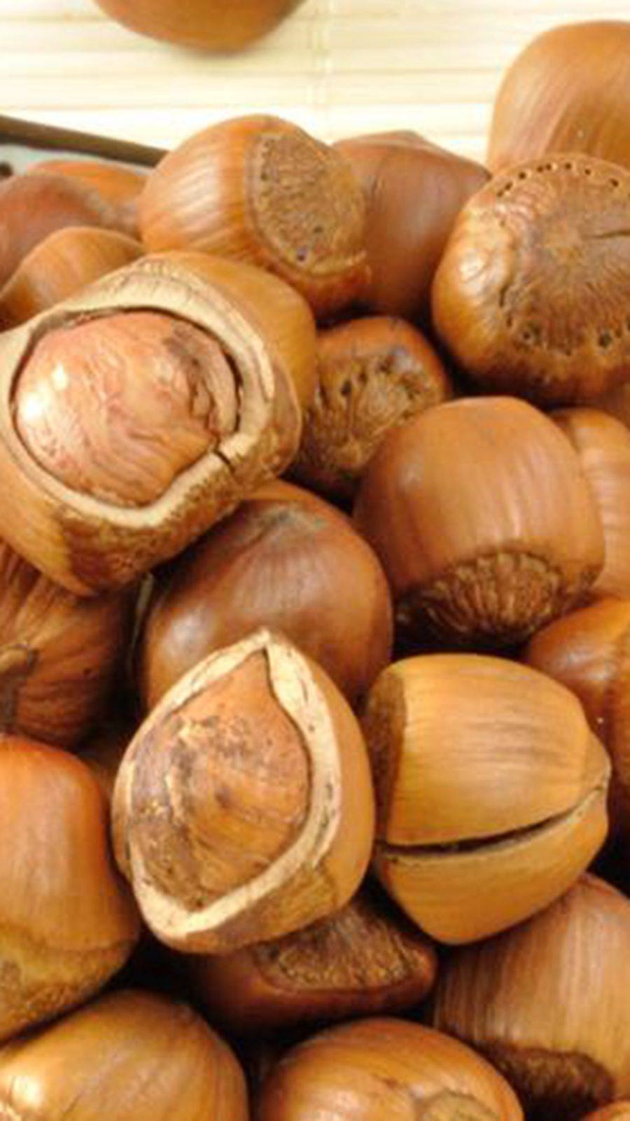 东北小榛子新野生山货好开口笨手拍