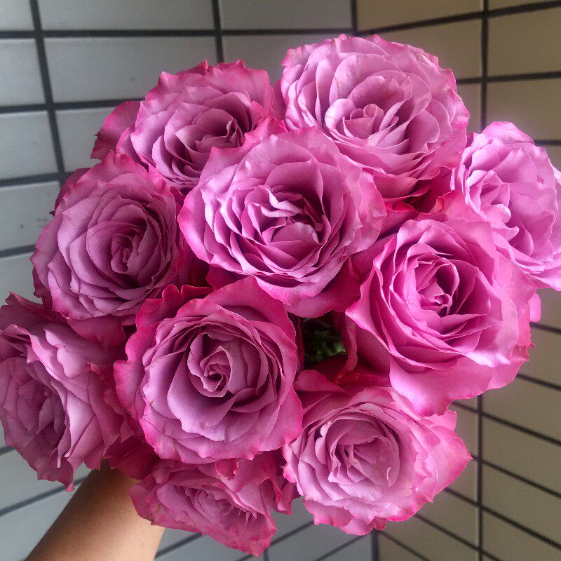 全民k歌鲜花 礼物_花之集老约翰鲜花玫瑰花七夕情人节礼物云南昆明鲜