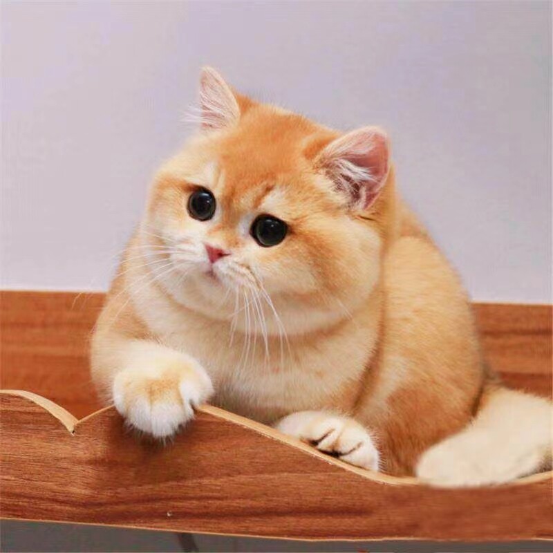 纯种家养金银渐层猫幼猫ny12色矮脚猫英短活体可爱粘人宠物猫咪