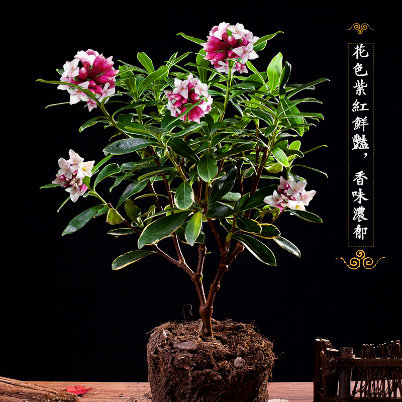 浓香型金边瑞香盆栽室内外盆栽秋冬花卉四季种植好养瑞香花植物苗