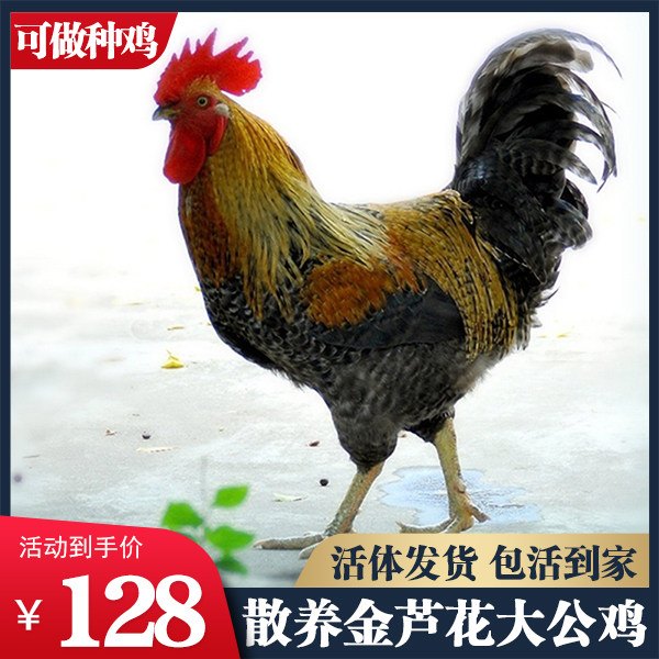 公鸡包_散养金芦花公鸡土鸡活苗纯种汶上芦花鸡活体大型公鸡活鸡包活