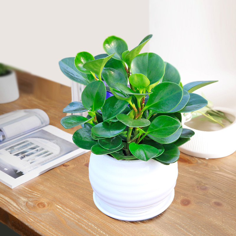 Watercress Green desktop small-scale bonsai Potted plant Wuxi Same city Office to work in an office desktop bedroom purify atmosphere Green plantin the Flower delivery/Flowers simulation/Plants gardening , Flowers/Potted plants (New) , Plants category - from Buy2taobao.com to provide professional Taobao agent buy service