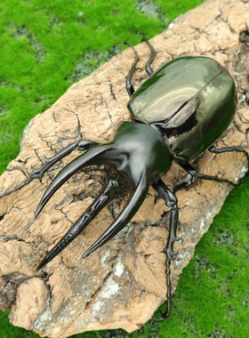 牧野虫社婆罗洲南洋大兜独角仙甲虫爬宠活体锹形虫昆虫锹甲兜虫