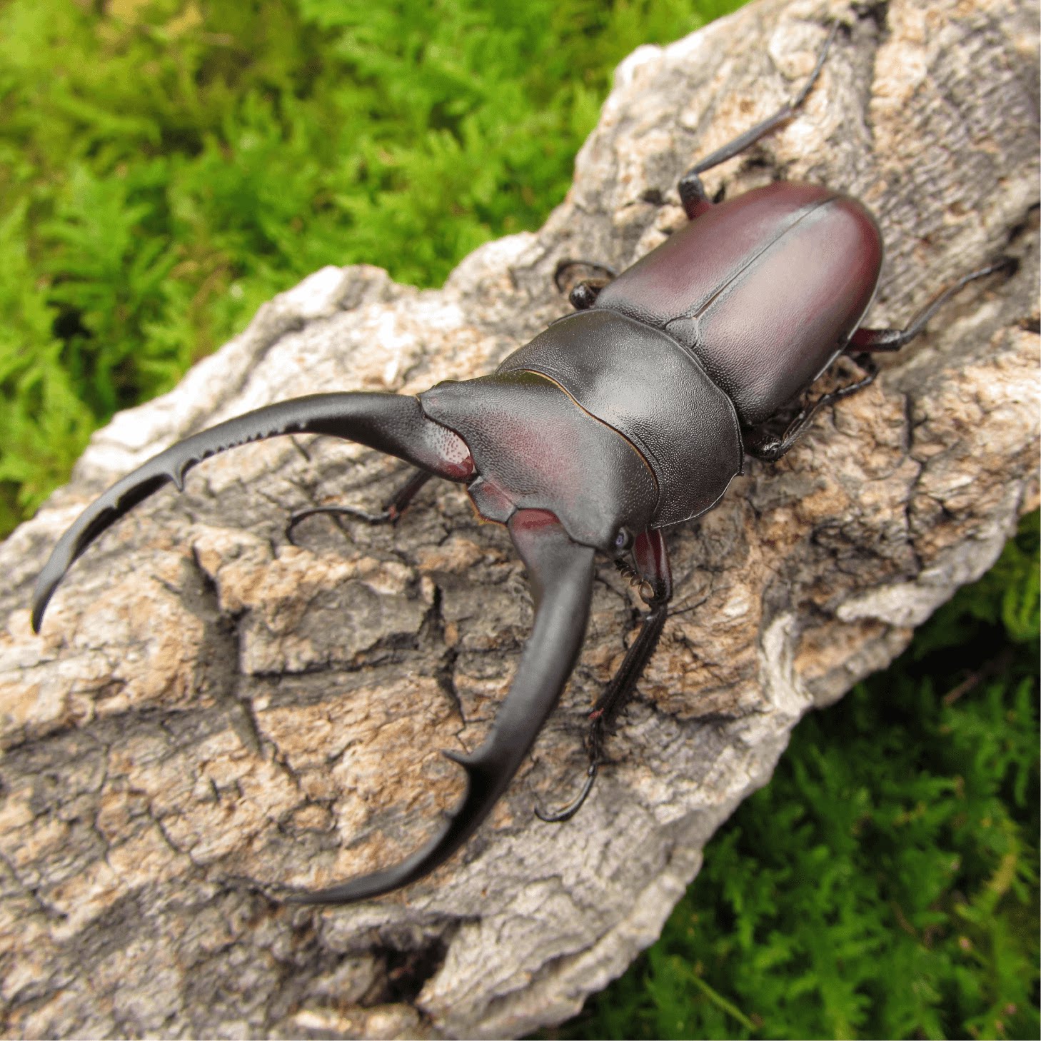 牧野虫社狭长前锹甲独角仙甲虫爬宠活体锹形虫昆虫中国大扁兜虫