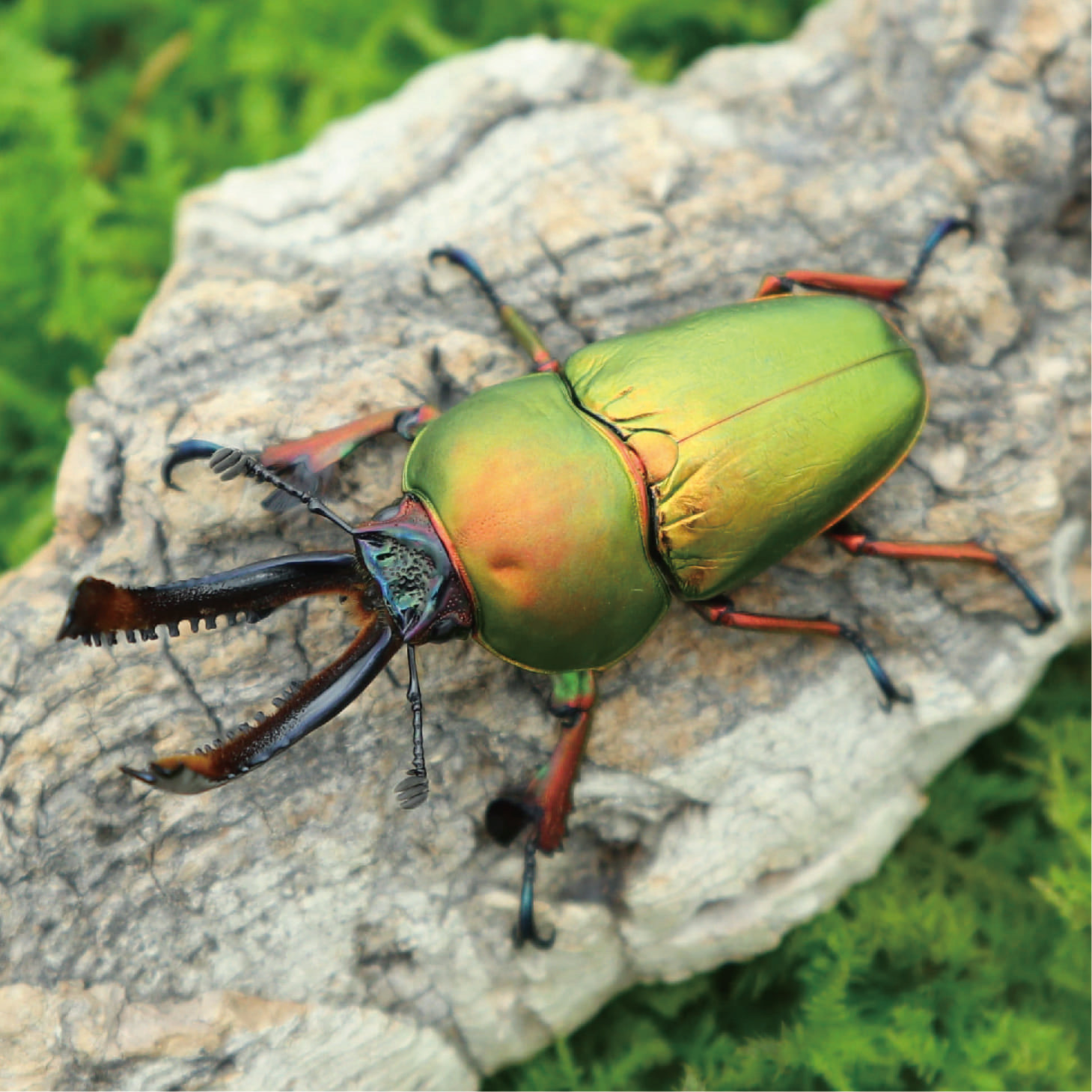 牧野虫社印尼金锹甲独角仙甲虫爬宠活体锹形虫昆虫中国大扁兜虫