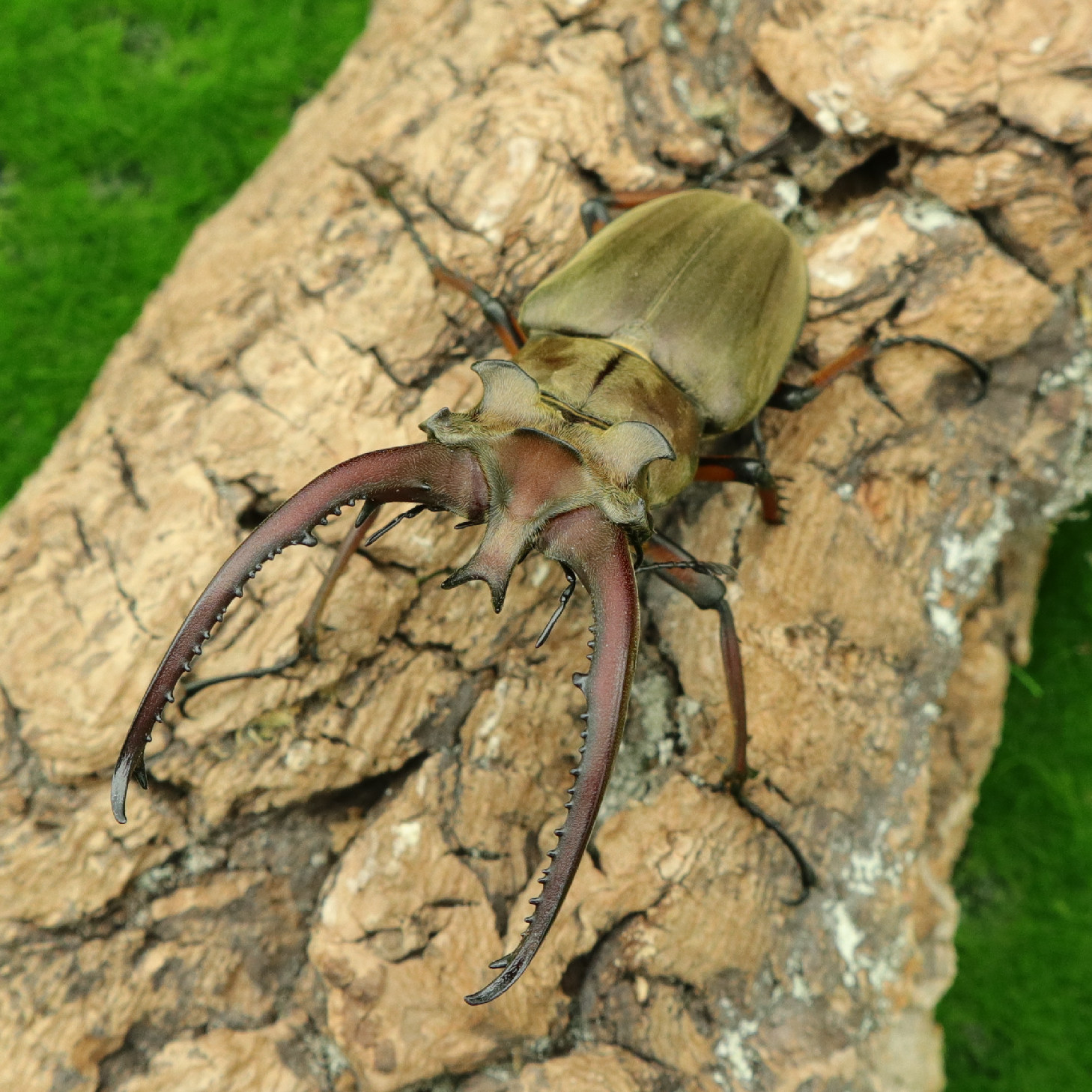 【牧野虫社 普叉深山锹形虫】入门深山锹甲超大中国甲虫容易饲养