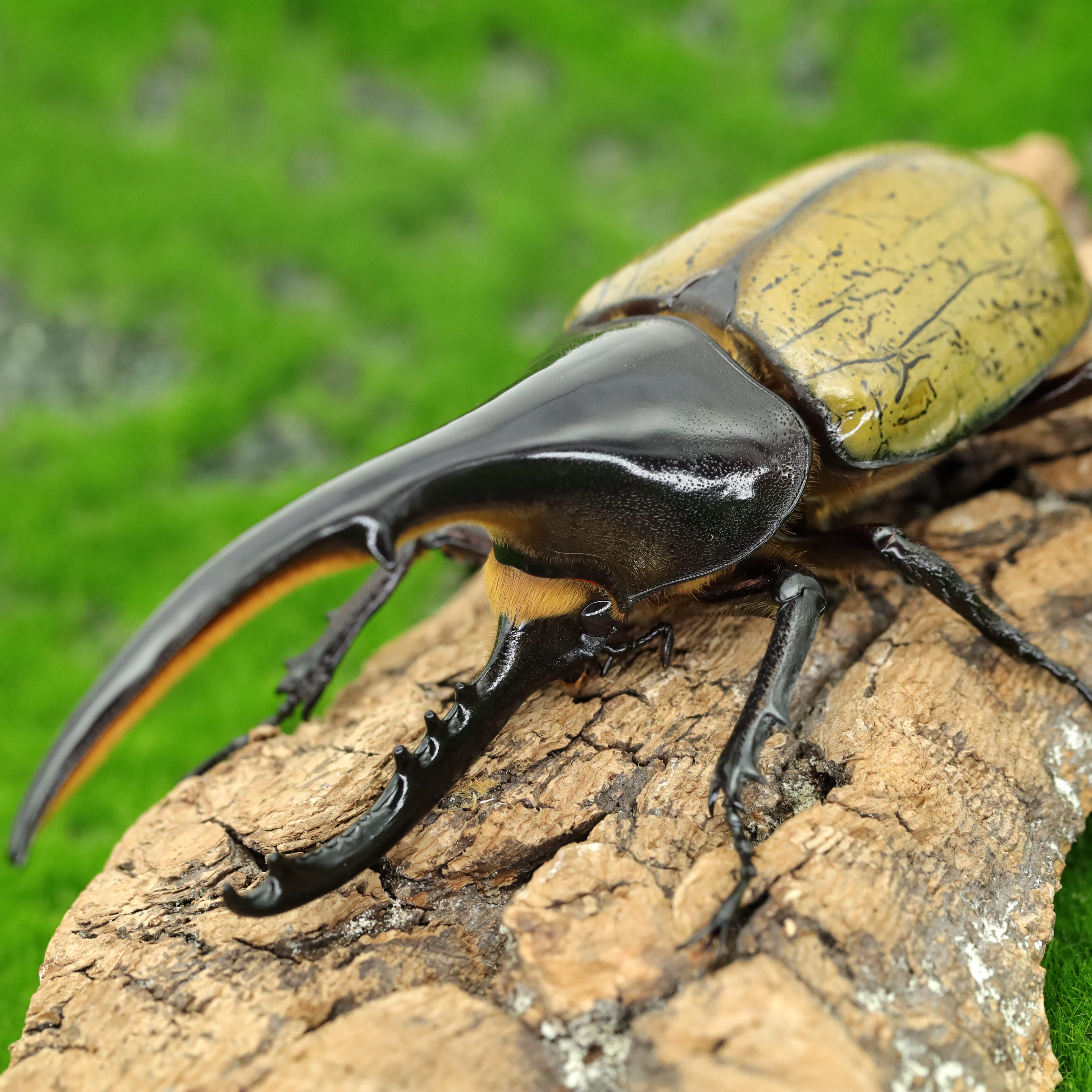 (今日10折)童年记忆科普花金龟牧野虫社酷炫男孩女孩宠物之海格力斯长