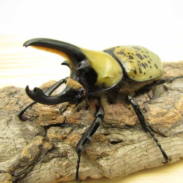 牧野虫社独角仙甲虫宠物 墨西哥白兜 幼虫