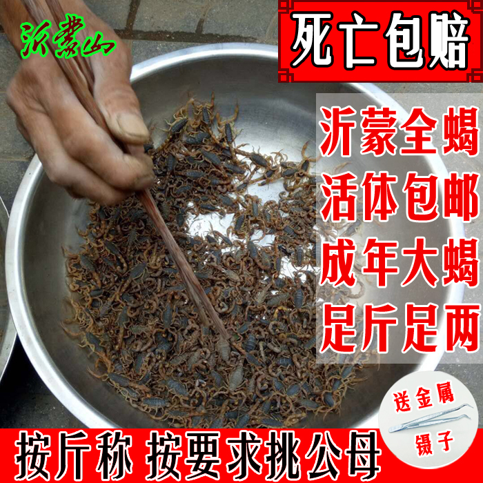 蝎子活体按斤称饭店摆摊纯公沂蒙全蝎干全虫打粉食用油炸煲汤泡酒