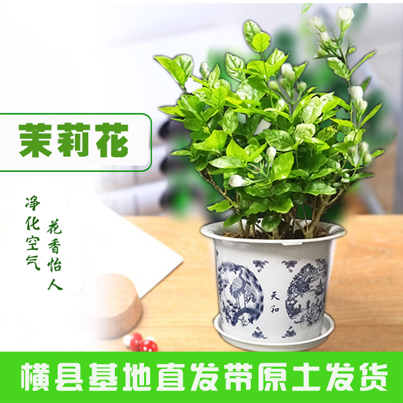 广西横县莉妃茉莉花重瓣茉莉花小盆栽阳台花卉绿植浓香型夏季开花