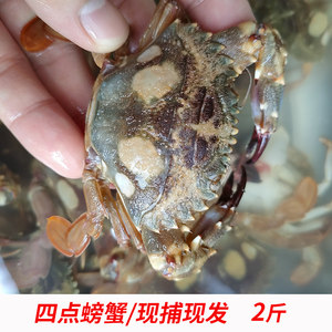 福建海捕四点蟹四目蟹四眼蟹鲜活螃蟹新鲜红星梭子蟹活冻野生膏蟹