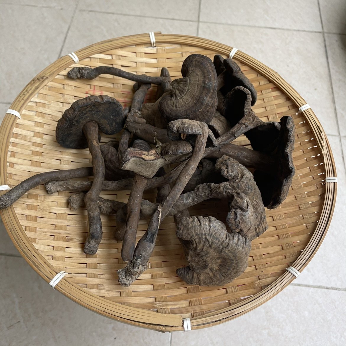 肉灵芝的相关内容 | 肉灵芝如何选购 | 优惠券 | 价格 | 图片 | 品牌 