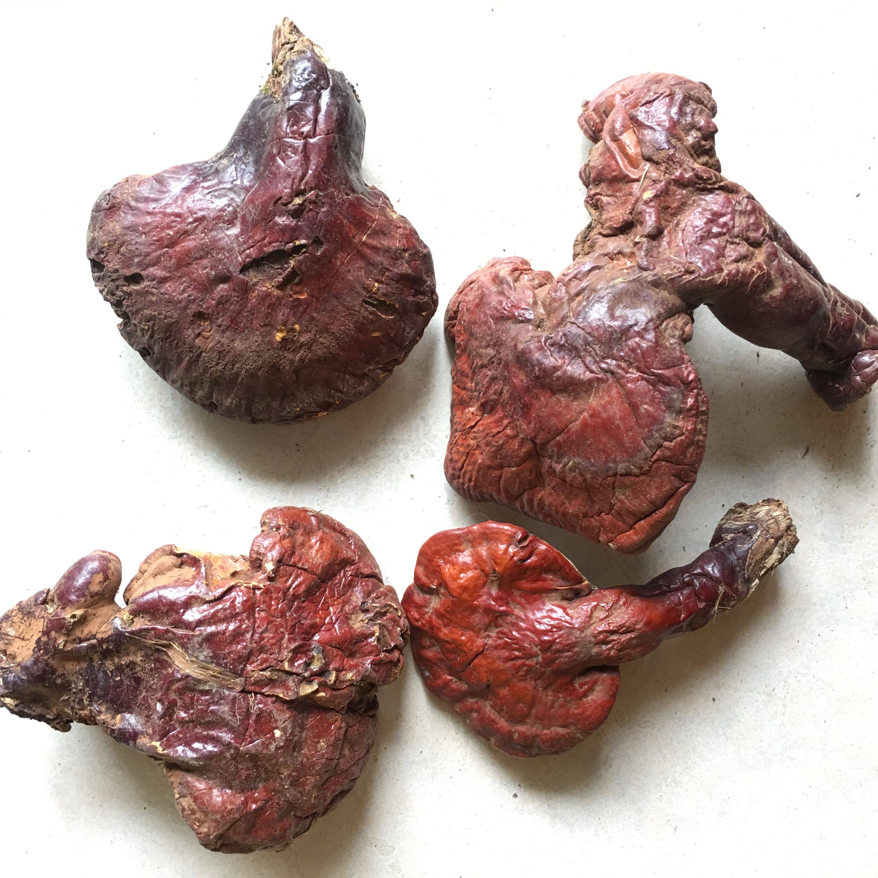 纯野生长白山松杉灵芝长白山野生灵芝 松杉灵芝 铁杉赤芝 100克