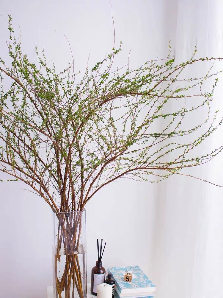 遇水开花的干枝花