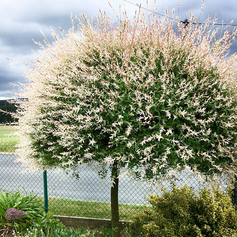 惠惠的花园 花叶杞柳盆栽耐寒耐热耐