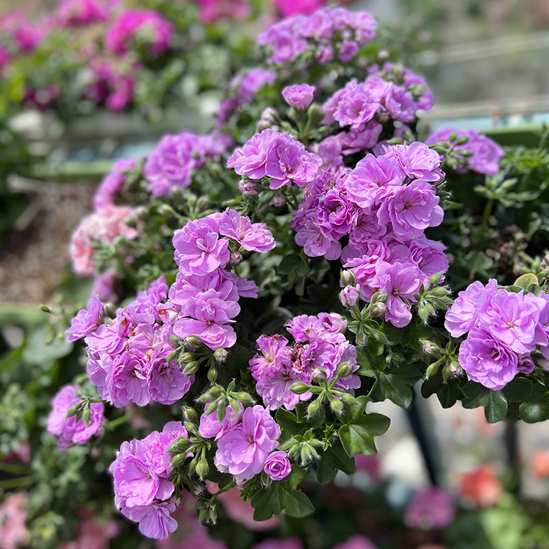 惠惠的花园垂吊天竺葵花苗丁香色夏日玫瑰四季开花阳台花卉盆栽
