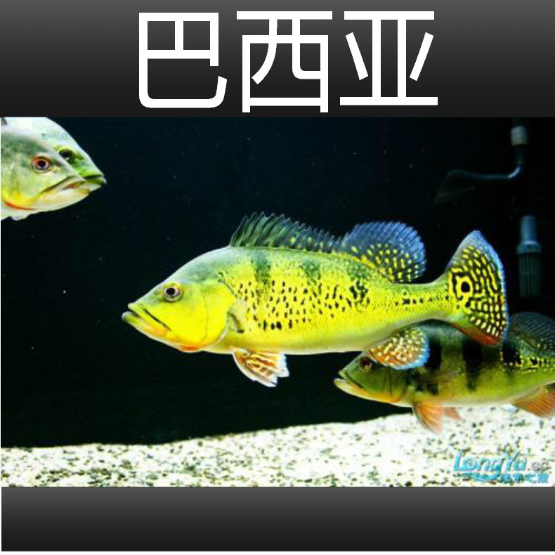 巴西亚鱼苗活体帝王三间三间鱼蓝帆五间申古三间起头巴西亚大型