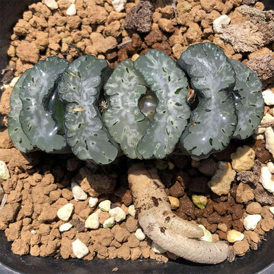 富强花卉巨凤玉扇铭品玉扇台系玉扇一物一拍多肉植物保品种十二卷