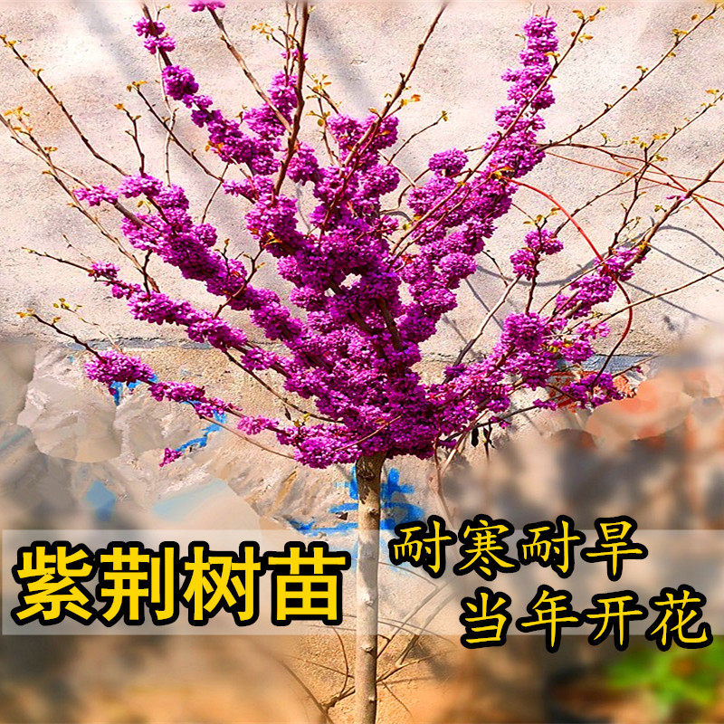 绿化苗木紫荆苗满条红花苗紫荆小苗紫荆树苗紫荆花苗庭院别墅植物