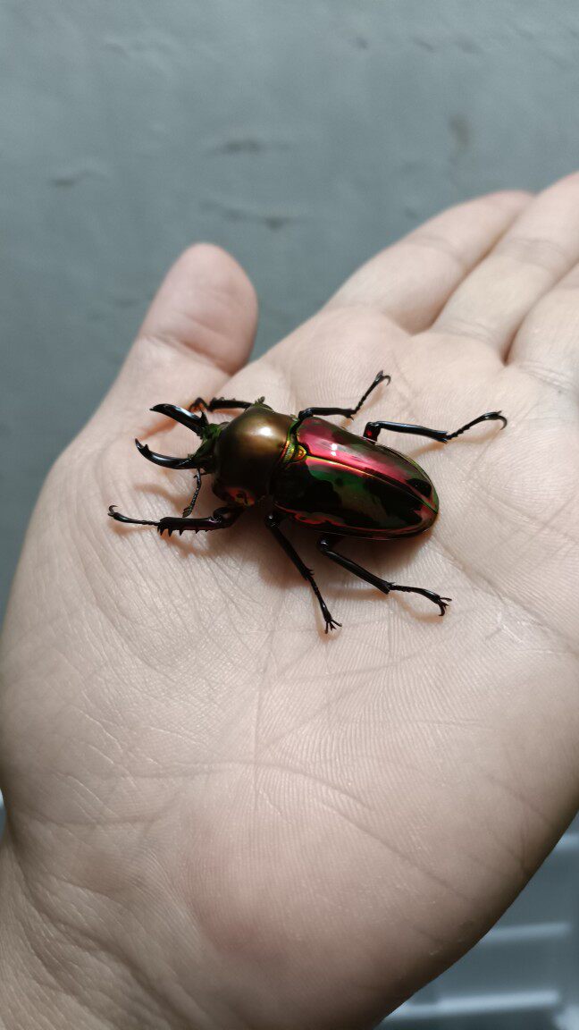 条码甲虫 彩虹锹形虫 人工锹甲 成虫 幼虫 预定预售