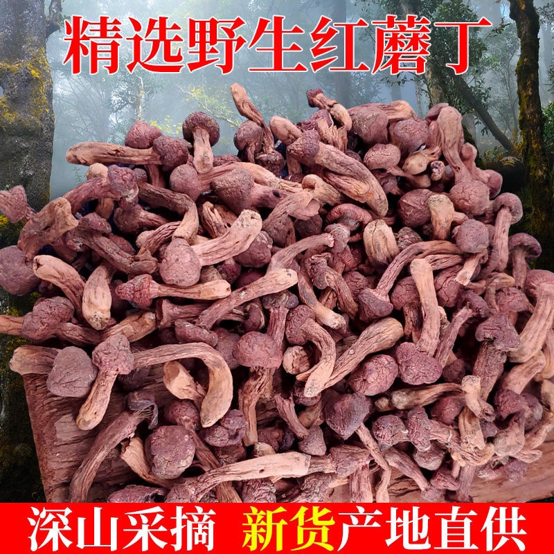 红蘑丁松树伞肉蘑东北特产辽锦州宁精品野生蘑菇自然晾晒干货新货