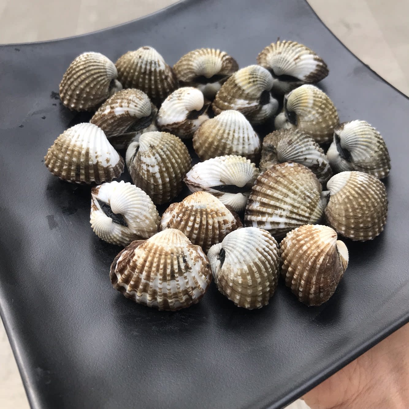 泥蚶血蛤2斤装无公害认证三门小海鲜银蛤赤贝新鲜贝壳水产送工具