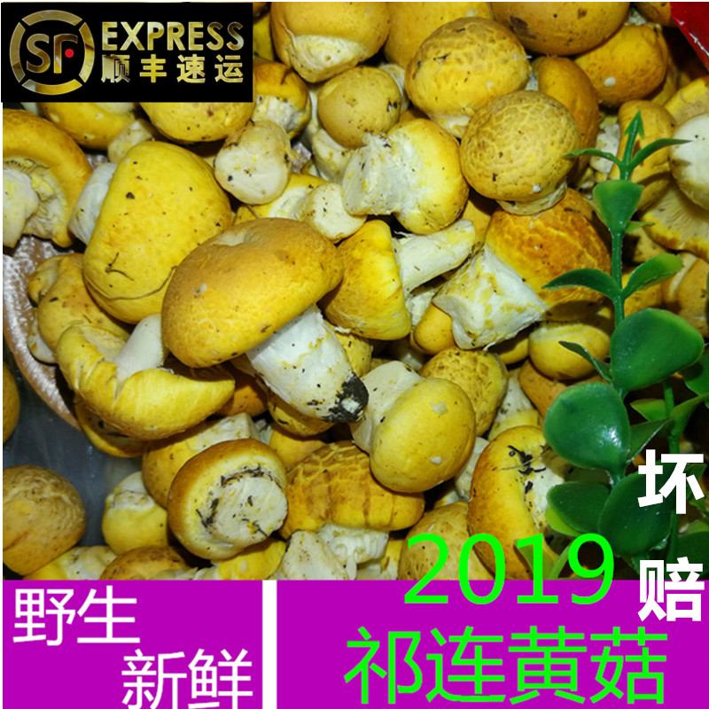 菌菇生态野生新鲜黄菇顺丰包邮1斤 2019青海特产新鲜祁连黄蘑菇