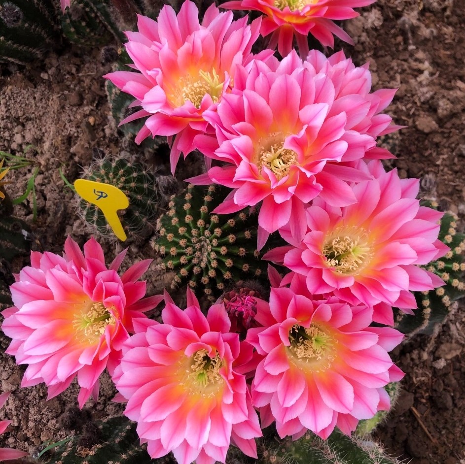 炫舞 席克氏彩草仙人球 无根侧芽 包对版花色漂亮 多肉植物好养