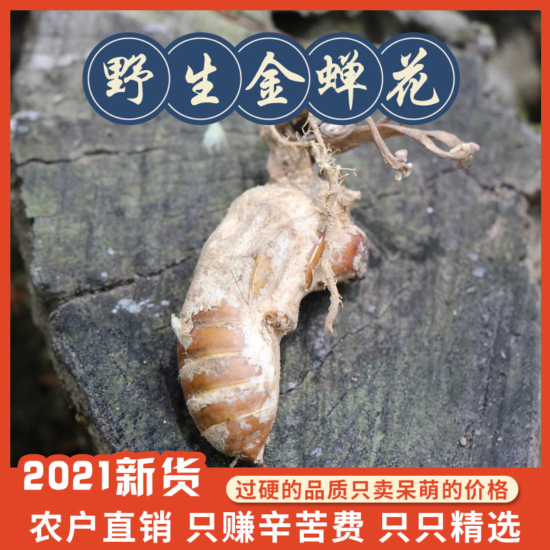 野生金蝉花知了花孢子粉大别山中药材冬虫夏草雁荡山蚕花 100克装