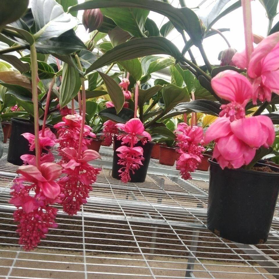 宝莲灯花苗
