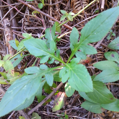 野生败酱草 新鲜菥蓂草 遏蓝菜白花苏败酱中药材500克 原价18元 现价1