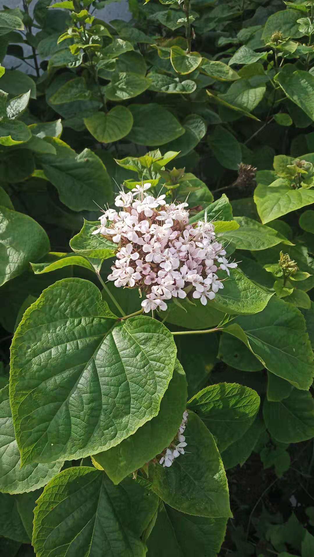 包邮潮汕青草药野生鲜枝叶现采现发臭茉莉臭牡丹假龙船花大髻婆