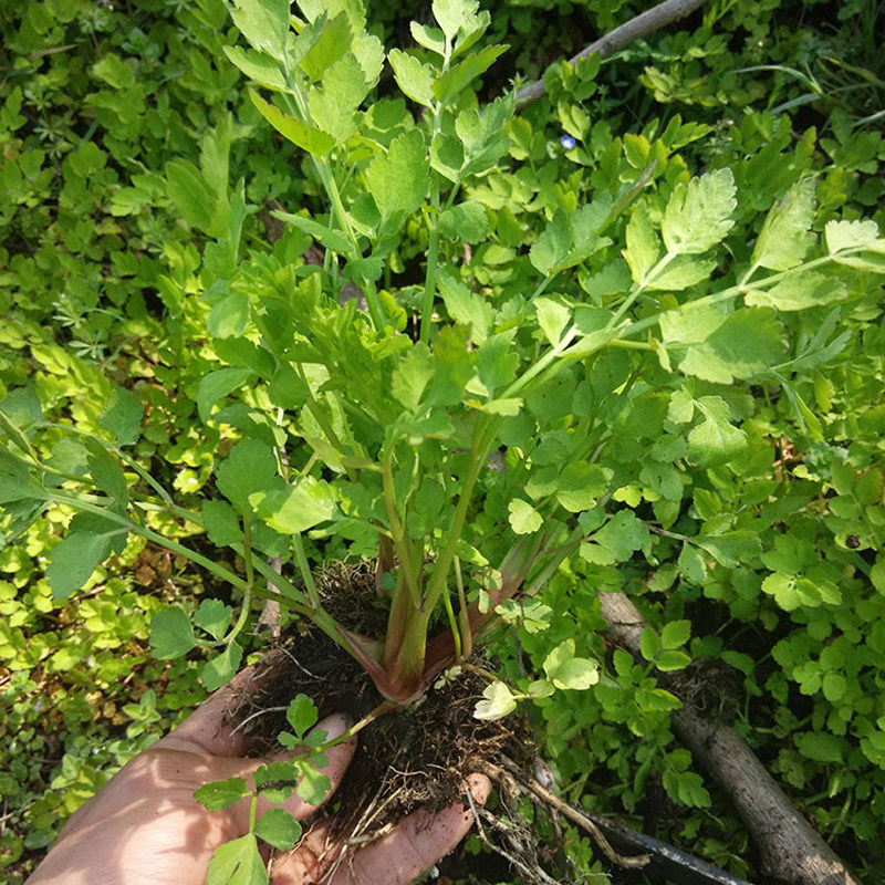 野生山芹菜种子四季水芹多年生高产盆栽茴芹大叶芹种孑蔬菜南方