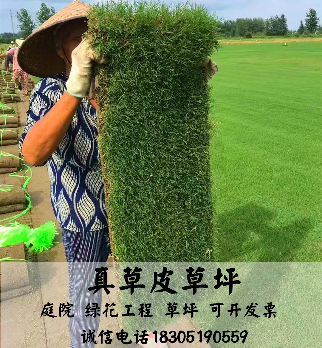 草皮真草坪带泥土地毯果岭草种植别墅花园庭院带土绿化马尼拉草坪