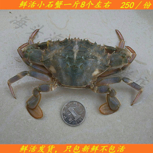 连云港海鲜水产鲜活小石蟹石闸蟹花盖蟹海蟹250g江浙沪皖3斤包邮