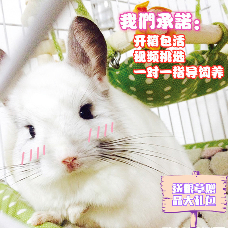 龙猫活体自家繁殖网红宠物标灰银斑米色粉白实体活物房子打过疫苗在类目 宠物/宠物食品及用品, 仓鼠类及其它小宠, 龙猫中 - 来自Buy2taobao.com提供专业的淘宝代购服务