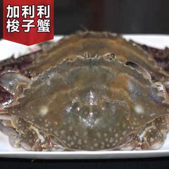 海蟹梭子蟹鲜活兰花蟹 飞蟹公蟹红肉肥满肉海鲜200-300g