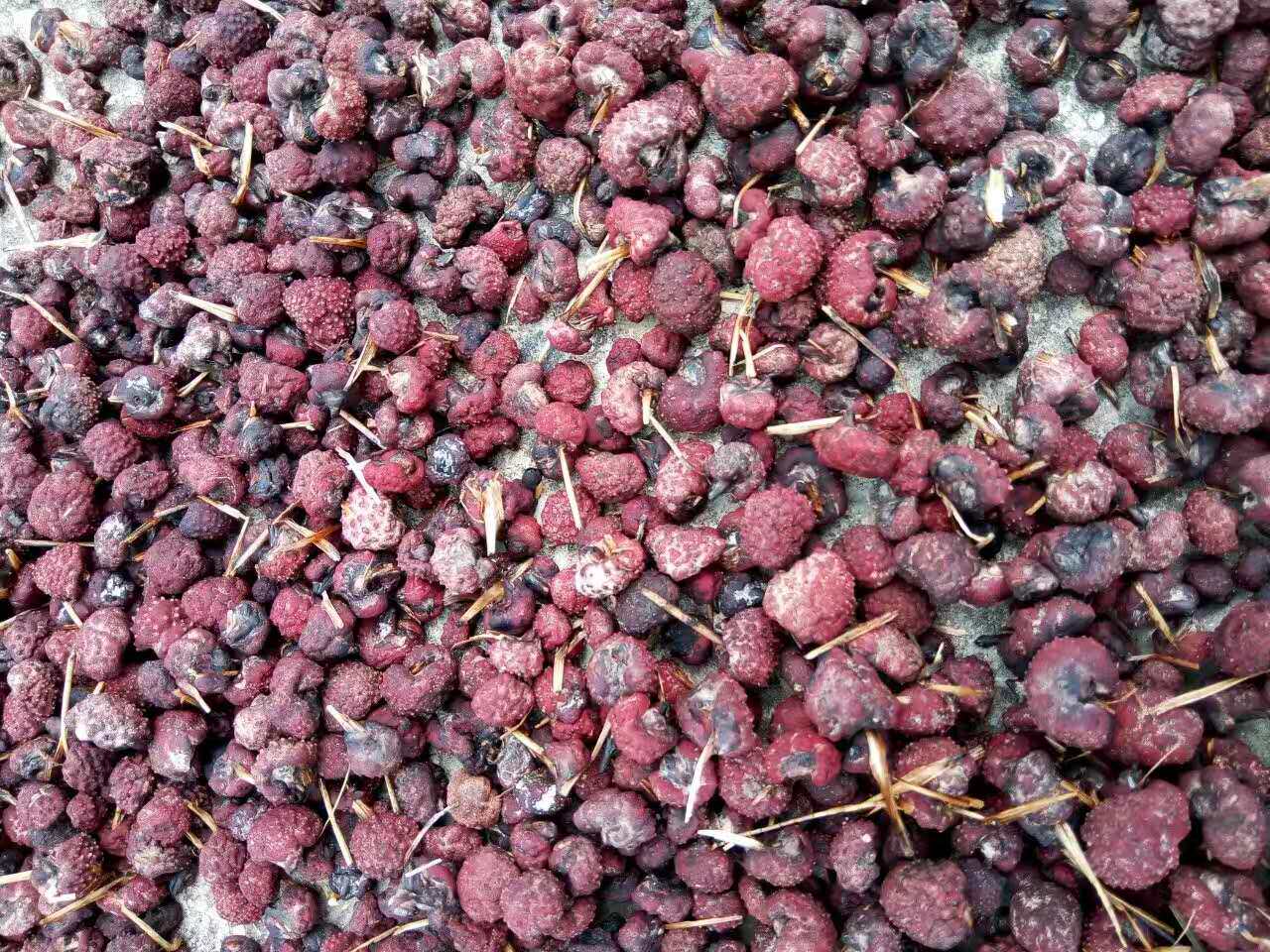 玉龙灵芝堂云南纯天然竹红菌干货