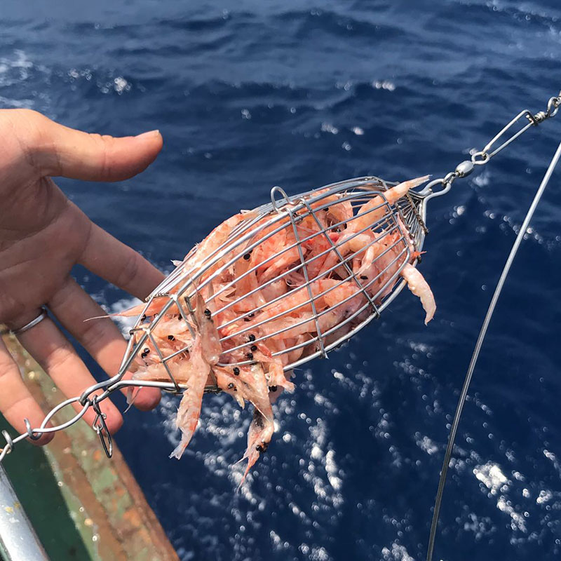 打窝笼橄榄型不锈钢诱饵笼海钓南极虾打窝器深海底钓船配件装虾笼