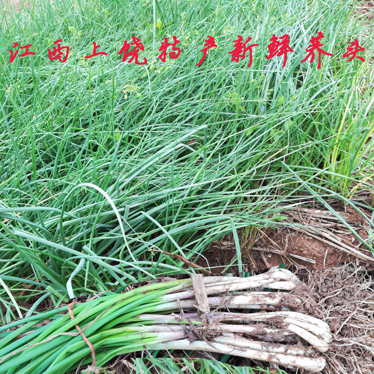 江西上饶特产现挖新鲜蔬菜荞头茭藠头叫头教头当季农家绿色蔬菜